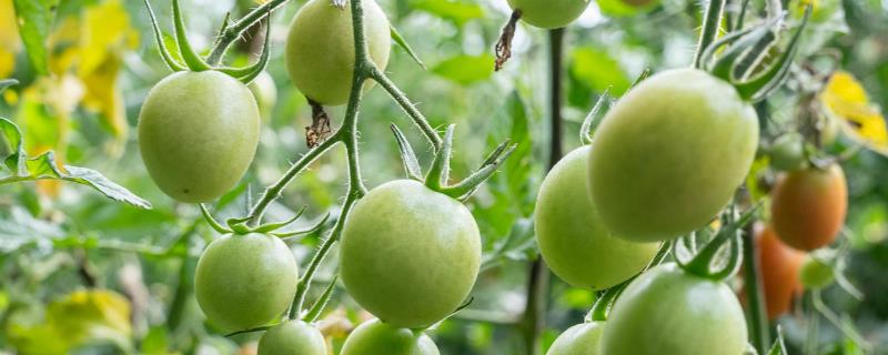 番茄如何种植，生长温度在22-28℃为佳