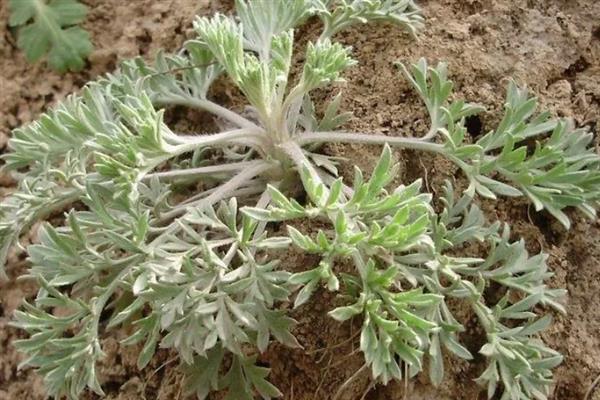 柴胡地里白蒿打哪种药，可选择草甘膦、克无踪等