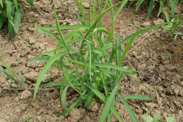 柴胡地里白蒿打哪种药，可选择草甘膦、克无踪等