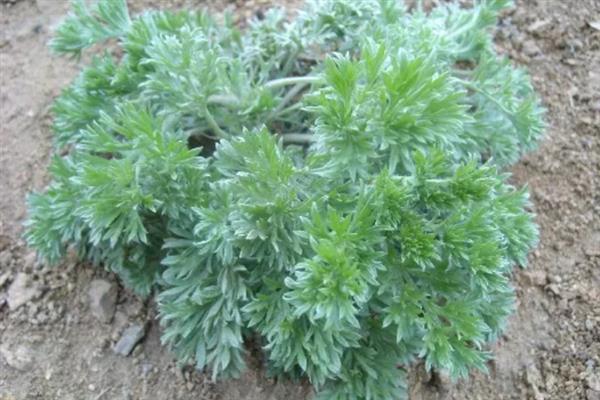 柴胡地里白蒿打哪种药，可选择草甘膦、克无踪等