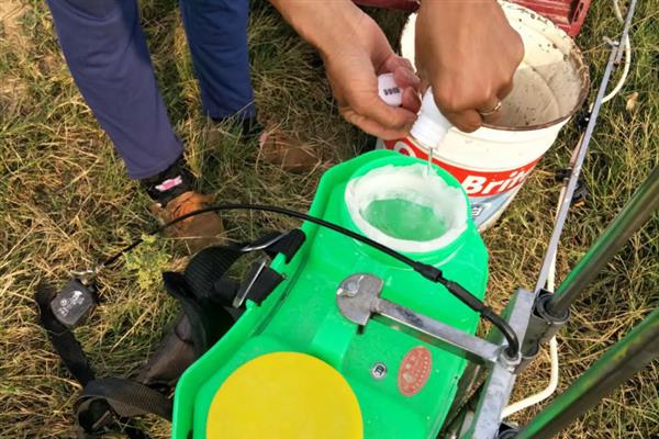 柴胡地里白蒿打哪种药，可选择草甘膦、克无踪等
