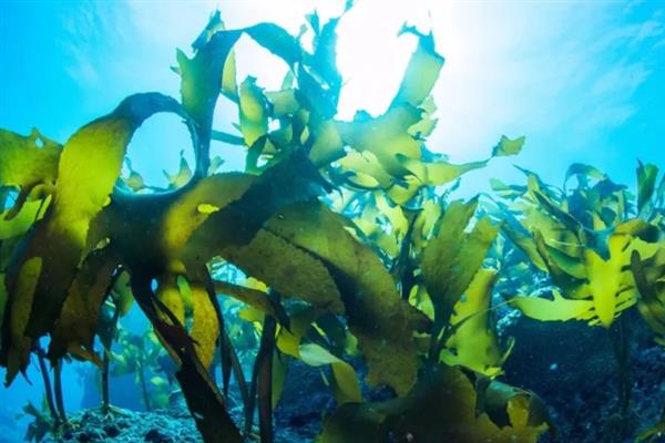 海带是不是植物，属于大型海生褐藻植物