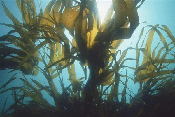 海带是不是植物，属于大型海生褐藻植物
