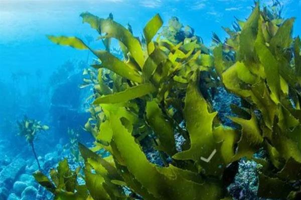 海带是不是植物，属于大型海生褐藻植物