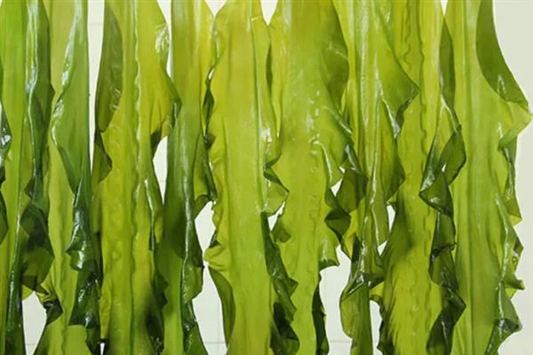海带是不是植物，属于大型海生褐藻植物