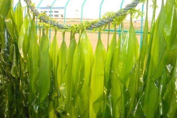 海带是不是植物，属于大型海生褐藻植物