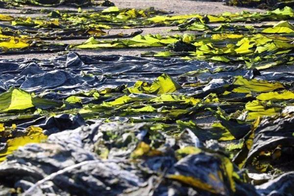 海带是不是植物，属于大型海生褐藻植物