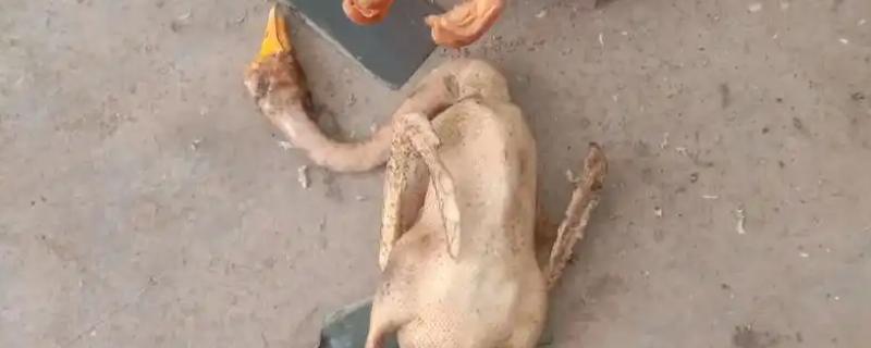 鹅毛根怎么弄干净，杀鹅之前给鹅灌白酒