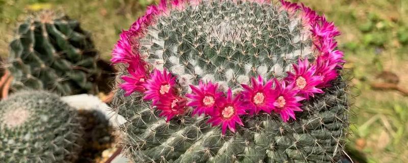家里能不能养仙人球，养在家中可用来观赏