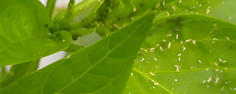 菠菜蚜虫的防治方法，使用抗蚜威、乐果等药物具有灭杀效果