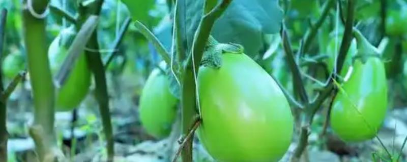 对蔬菜使用植物激素要注意什么，经过试验确定效果后才能大面积使用