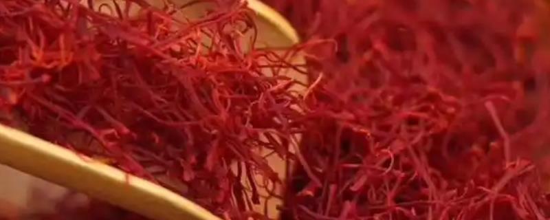 藏红花的主产地，伊朗是主产国