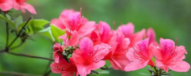 杜鹃花有花苞过多长时间可以开花，一般经过2个月左右就会开放