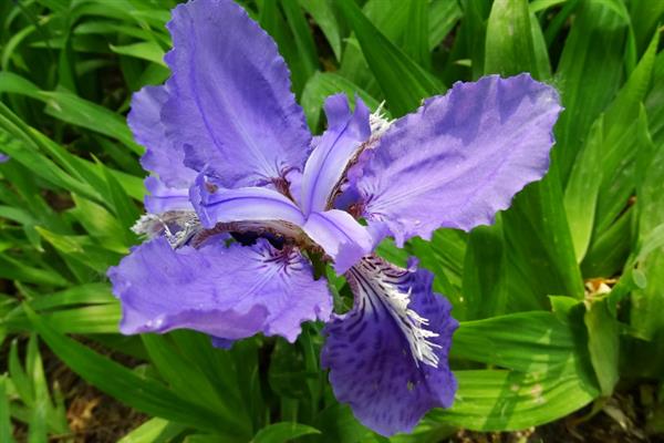 鸢尾花有什么寓意，代表相思之情、热情友好等含义