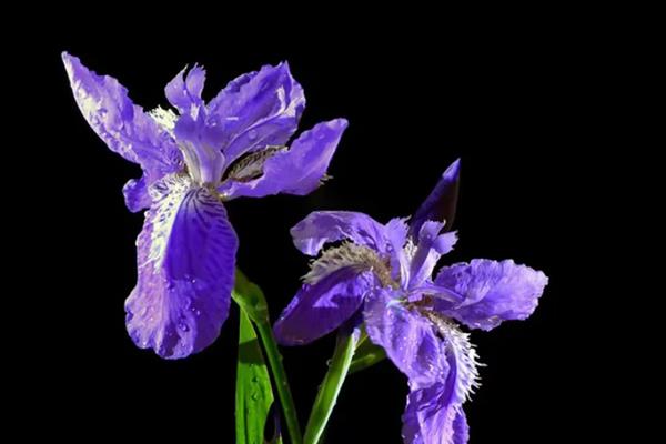 鸢尾花有什么寓意，代表相思之情、热情友好等含义