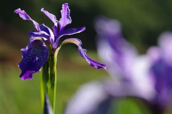 鸢尾花有什么寓意，代表相思之情、热情友好等含义