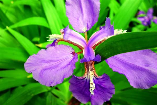 鸢尾花有什么寓意，代表相思之情、热情友好等含义