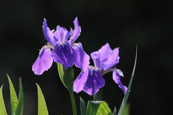 鸢尾花有什么寓意，代表相思之情、热情友好等含义