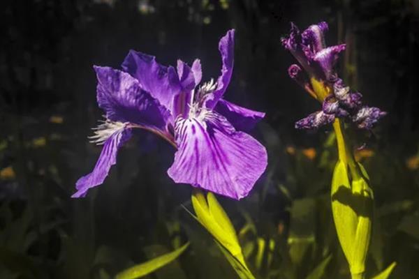 鸢尾花有什么寓意，代表相思之情、热情友好等含义