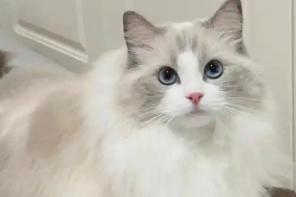 主人一走猫就叫的原因，可能是缺乏安全感、有分离焦虑症等因素造成