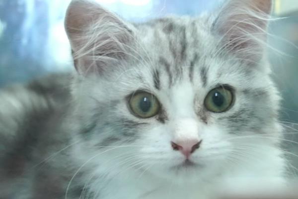 主人一走猫就叫的原因，可能是缺乏安全感、有分离焦虑症等因素造成