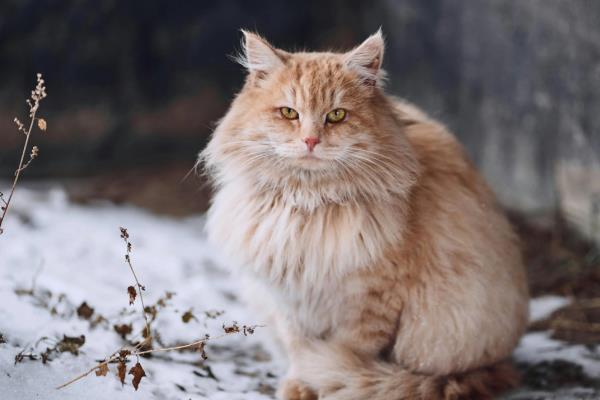 主人一走猫就叫的原因，可能是缺乏安全感、有分离焦虑症等因素造成