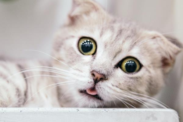 主人一走猫就叫的原因，可能是缺乏安全感、有分离焦虑症等因素造成