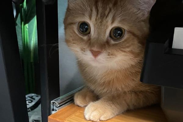 主人一走猫就叫的原因，可能是缺乏安全感、有分离焦虑症等因素造成