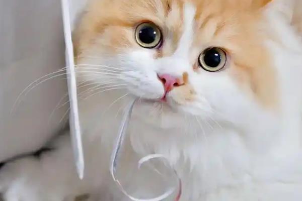 主人一走猫就叫的原因，可能是缺乏安全感、有分离焦虑症等因素造成