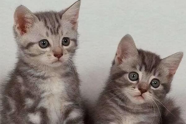 主人一走猫就叫的原因，可能是缺乏安全感、有分离焦虑症等因素造成