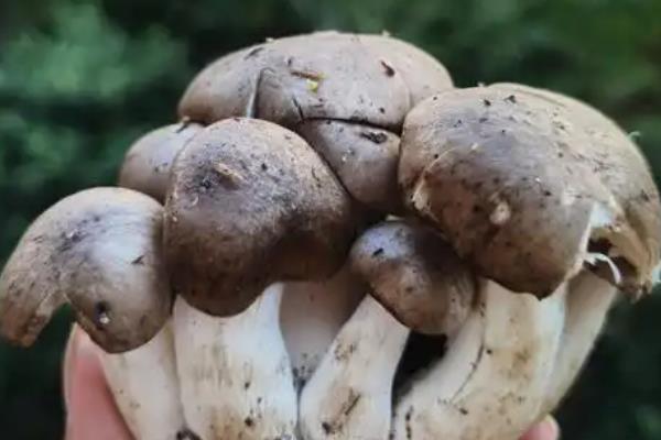 冷菌的市场前景,市场前景广阔