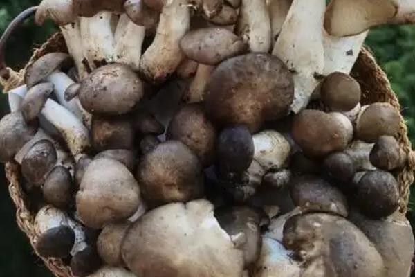 冷菌的市场前景,市场前景广阔