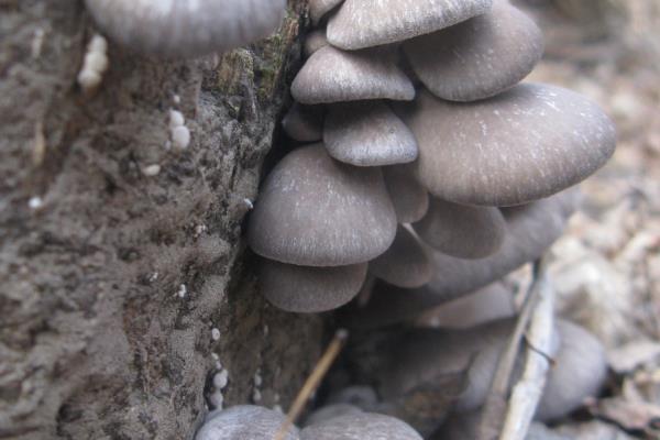 冷菌的市场前景,市场前景广阔