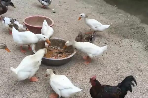 鸭子的饲料配方，一般用玉米、菜饼、豆粕等材料混配