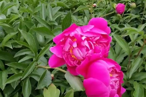芍药的新叶为什么会卷曲，一般是发生炭疽病、缺少肥料、土壤变质等因素所致