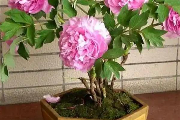 芍药的新叶为什么会卷曲，一般是发生炭疽病、缺少肥料、土壤变质等因素所致
