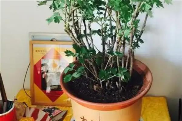 芍药的新叶为什么会卷曲，一般是发生炭疽病、缺少肥料、土壤变质等因素所致