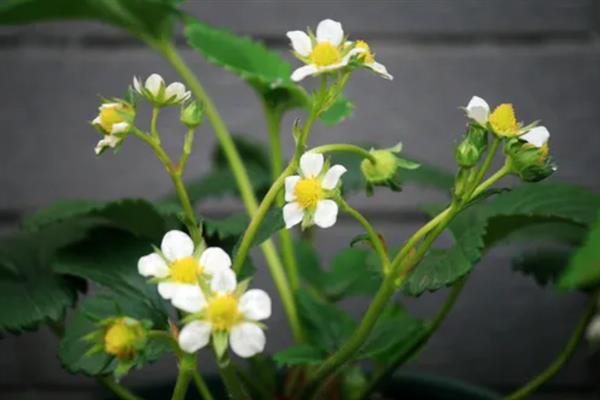 草莓在什么情况下会分化花芽，以下4个条件都会对花芽分化造成影响