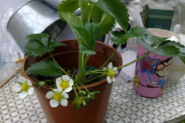 草莓在什么情况下会分化花芽，以下4个条件都会对花芽分化造成影响