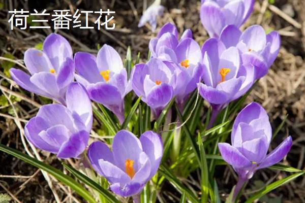 藏红花的主产地，伊朗是主产国