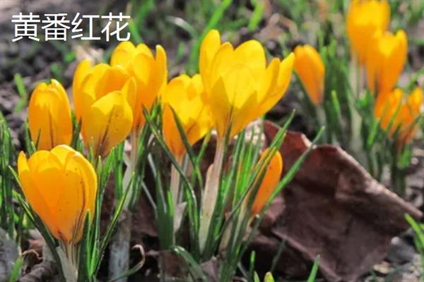 藏红花的主产地，伊朗是主产国