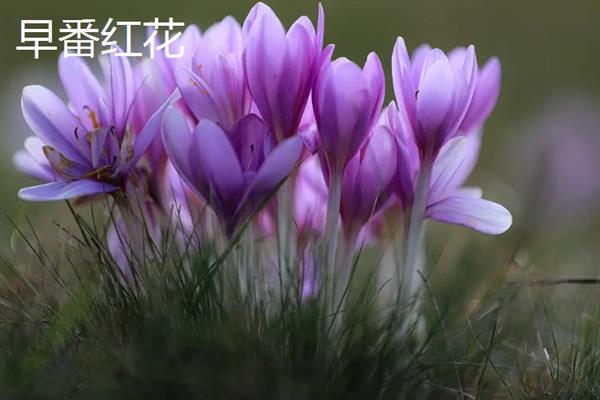藏红花的主产地，伊朗是主产国
