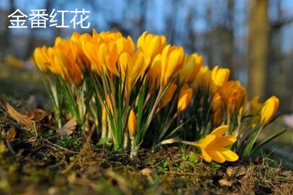藏红花的主产地，伊朗是主产国