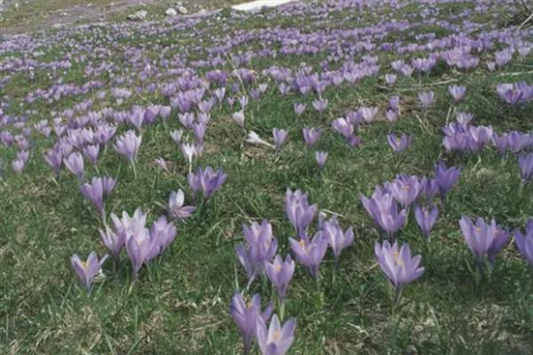藏红花的主产地，伊朗是主产国