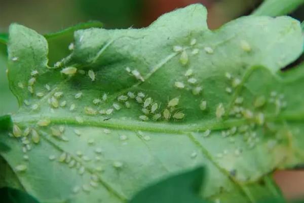 菠菜蚜虫的防治方法，使用抗蚜威、乐果等药物具有灭杀效果