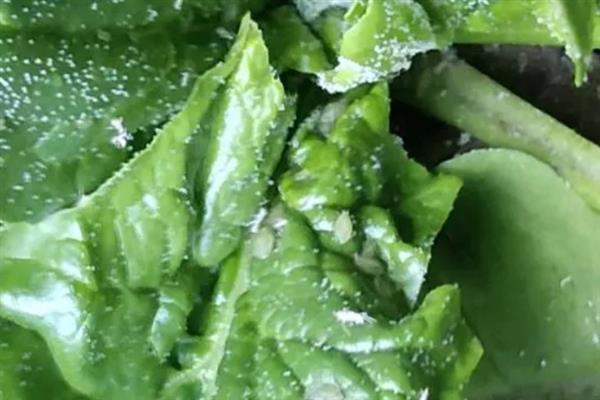 菠菜蚜虫的防治方法，使用抗蚜威、乐果等药物具有灭杀效果