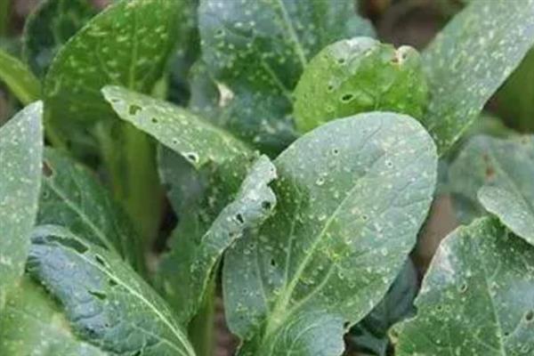 菠菜蚜虫的防治方法，使用抗蚜威、乐果等药物具有灭杀效果
