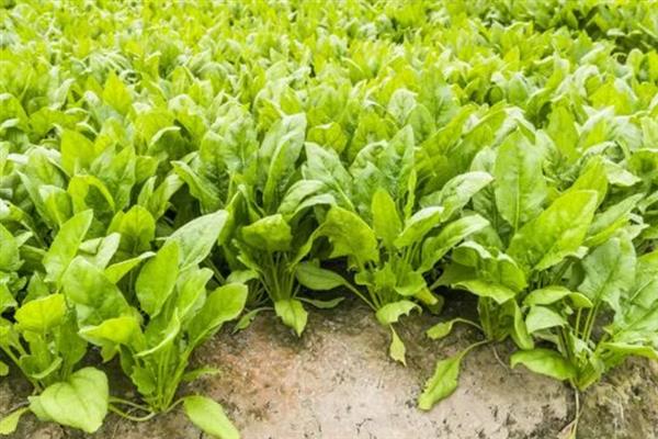 菠菜蚜虫的防治方法，使用抗蚜威、乐果等药物具有灭杀效果