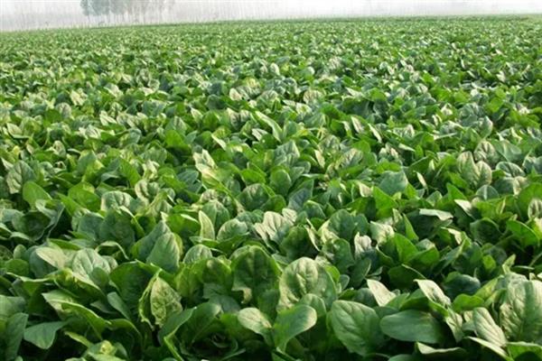 菠菜蚜虫的防治方法，使用抗蚜威、乐果等药物具有灭杀效果