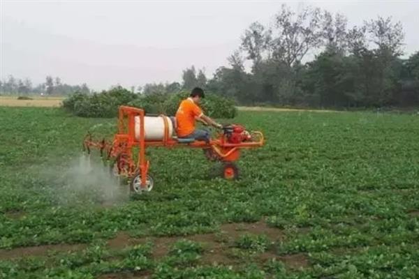 菠菜蚜虫的防治方法，使用抗蚜威、乐果等药物具有灭杀效果